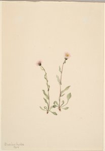 Flebo rosa (Erigeron jucundus) da Mary Vaux Walcott