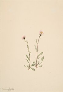 Erigeron jucundus Rosa da Mary Vaux Walcott