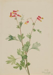 Fumaria rosa (Capnoides sempervirens) da Mary Vaux Walcott