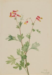 Fumeroot rosa Capnoides sempervirens da Mary Vaux Walcott