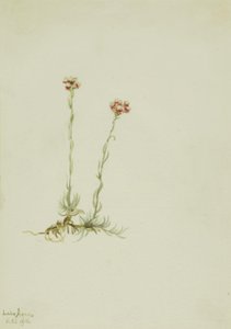 Fichette rosa (Antennaria rosea) da Mary Vaux Walcott