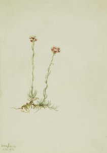 Antennaria rosea da Mary Vaux Walcott