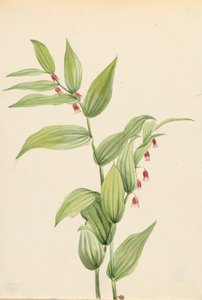 Stelo rosa contorto Streptopus curvipes