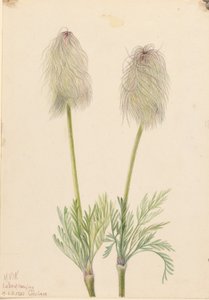 Plume Anemone (Pulsatilla occidentalis)
