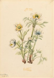Anemone piumato Pulsatilla occidentalis, 1917 da Mary Vaux Walcott