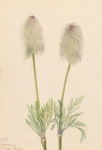 Plume Anemone Pulsatilla occidentalis, 1923 da Mary Vaux Walcott