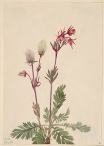 Fumaria della prateria (Sieversia ciliata) da Mary Vaux Walcott