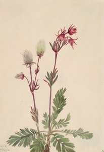 Prairie-Smoke Sieversia ciliata, 1921 da Mary Vaux Walcott