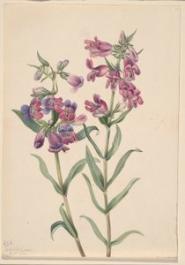 Pentstemon delle praterie (Pentstemon erianthera)