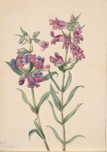 Pentstemon della prateria, 1923 da Mary Vaux Walcott
