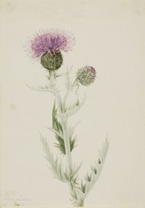 Cardo delle praterie (Cirsium undulatum) da Mary Vaux Walcott