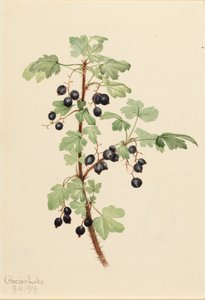 Ribes spinoso, 1919