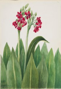 Primrose (Primula parryi)
