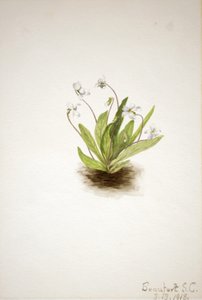 Primula viola Viola primulifolia, 1918 da Mary Vaux Walcott
