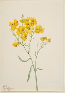 Psilostrophe sparsiflora da Mary Vaux Walcott