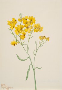 Psilostrophe sparsiflora, 1938