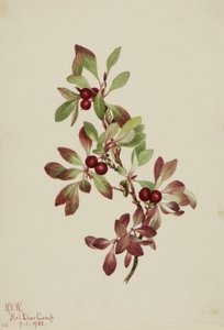 Bacche di pernice bianca (Arctous alpina) da Mary Vaux Walcott