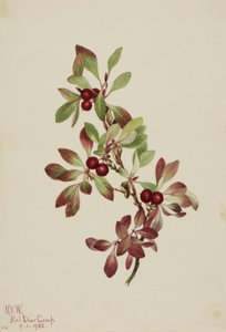 Uva ursina Arctous alpina, 1922 da Mary Vaux Walcott