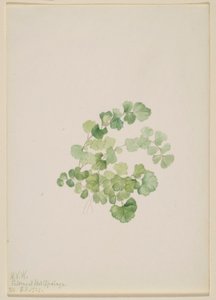 Puccoon (Lithospermum ruderale) da Mary Vaux Walcott