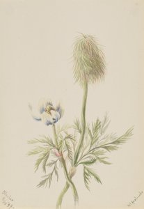 Pulsatilla occidentalis, 1899