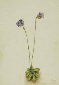 Pinguicola (Pinguicula elatior) da Mary Vaux Walcott