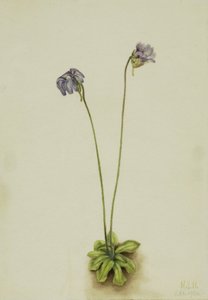 Pinguicola viola