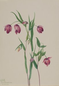 Lanterna fatata viola Calochortus anoenum, 1936 da Mary Vaux Walcott