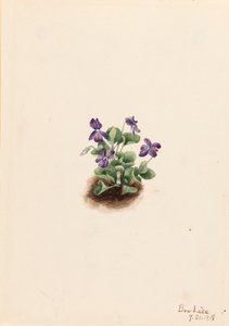 Viola adunca, 1918