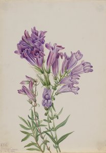 Purple Pentstemon Pentstemon lyallii, 1923 da Mary Vaux Walcott