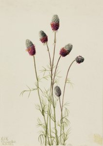 Trifoglio della prateria viola Petalostemon purpureum da Mary Vaux Walcott