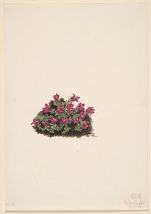 Sassifraga viola (Saxifraga oppositifolia) da Mary Vaux Walcott