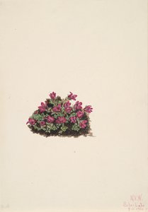 Sassifraga purpurea da Mary Vaux Walcott