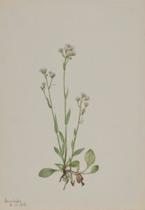 Pussy-Toes (Antennaria racemosa) da Mary Vaux Walcott