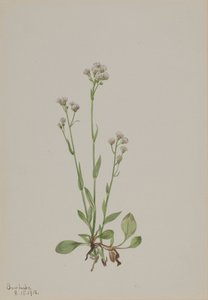 Antennaria racemosa da Mary Vaux Walcott