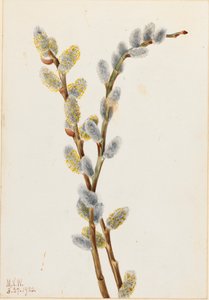 Salice gattino Salix discolor, 1920