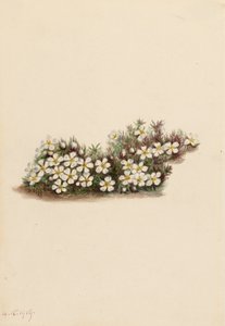 Pyxie Pyxidanthera barbulata, 1919 da Mary Vaux Walcott