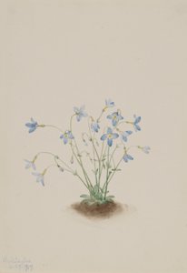 Quacchere (Houstonia caerulea)