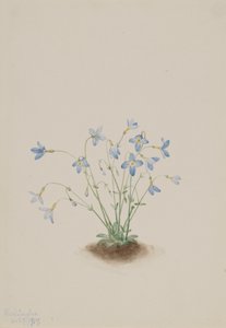 Quakerladies Houstonia caerulea, 1917