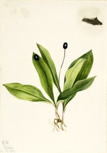 Queencup (Clintonia uniflora) da Mary Vaux Walcott