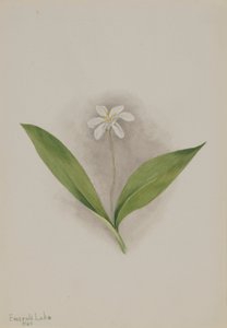 Queencup (Clintonia uniflora) da Mary Vaux Walcott