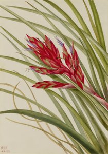 Tillandsia a foglia di quaglia (Tillandsia fasciculata) da Mary Vaux Walcott