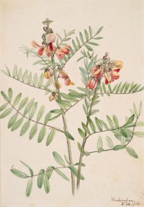 Rabbitbean Cracca virginiana, 1918 da Mary Vaux Walcott