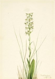 Orchidea a frange (Habenaria lacera) da Mary Vaux Walcott