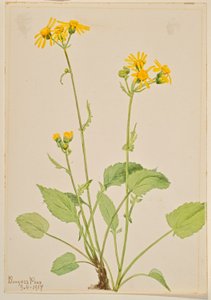 Senecio (Senecio burkei) da Mary Vaux Walcott