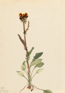 Senecio pauciflorus (Rayless Groundsel) da Mary Vaux Walcott