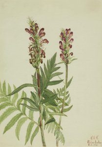 Pedicularis bracteosa dal casco rosso, 1924 da Mary Vaux Walcott
