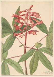 Buckeye rosso Aesculus pavia, 1918 da Mary Vaux Walcott