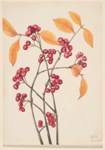 Aronia rossa (Aronia arbutifolia) da Mary Vaux Walcott