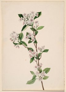 Aronia rossa (Aronia arbutifolia) da Mary Vaux Walcott
