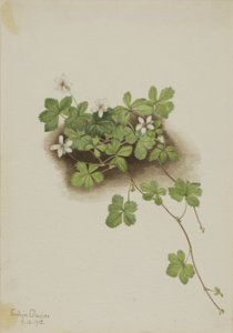 Rugiada rossa (Rubus pedatus)